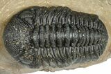 Detailed Phacopid (Morocops) Trilobite - Foum Zguid, Morocco #363151-3